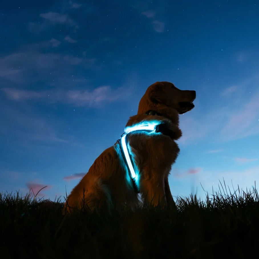 NitePup LED Harness - Dogs
