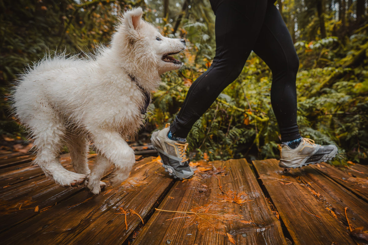 Runner and a white puppy on a boardwalk