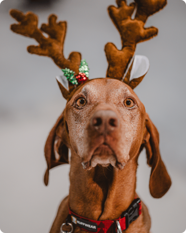 Special Holiday Dog Photos